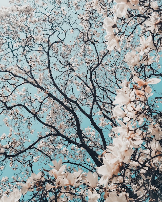 cherry tree blossom